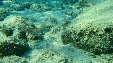 Genel ahtapot (Octopus vulgaris) avı, Ege Denizi, Yunanistan, Halkidiki