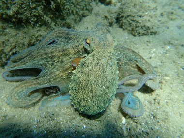 Genel ahtapot (Octopus vulgaris) avı, Ege Denizi, Yunanistan, Halkidiki