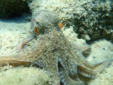 Genel ahtapot (Octopus vulgaris) avı, Ege Denizi, Yunanistan, Halkidiki