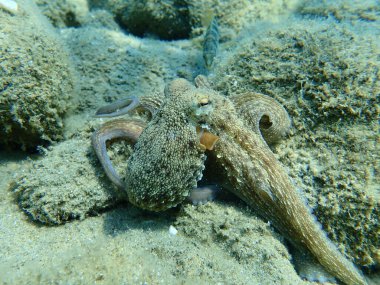 Genel ahtapot (Octopus vulgaris) avı, Ege Denizi, Yunanistan, Halkidiki