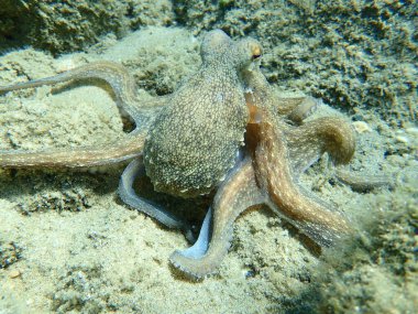 Genel ahtapot (Octopus vulgaris) avı, Ege Denizi, Yunanistan, Halkidiki