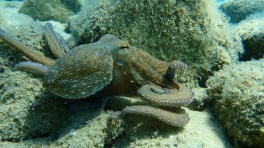 Genel ahtapot (Octopus vulgaris) avı, Ege Denizi, Yunanistan, Halkidiki