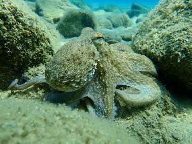 Genel ahtapot (Octopus vulgaris) avı, Ege Denizi, Yunanistan, Halkidiki