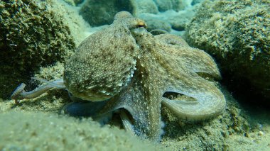 Genel ahtapot (Octopus vulgaris) avı, Ege Denizi, Yunanistan, Halkidiki