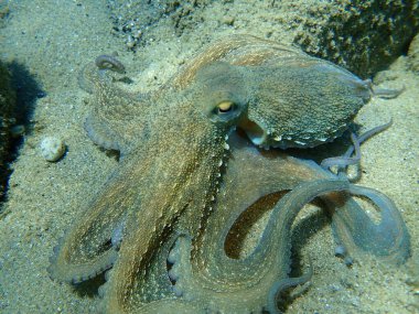 Genel ahtapot (Octopus vulgaris) avı, Ege Denizi, Yunanistan, Halkidiki