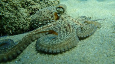 Genel ahtapot (Octopus vulgaris) avı, Ege Denizi, Yunanistan, Halkidiki