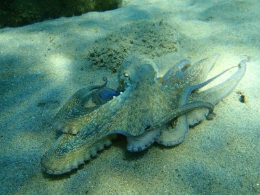 Genel ahtapot (Octopus vulgaris) avı, Ege Denizi, Yunanistan, Halkidiki