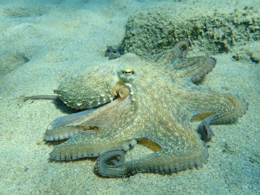 Genel ahtapot (Octopus vulgaris) avı, Ege Denizi, Yunanistan, Halkidiki