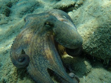 Genel ahtapot (Octopus vulgaris) avı, Ege Denizi, Yunanistan, Halkidiki