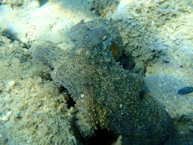 Genel ahtapot (Octopus vulgaris) avı, Ege Denizi, Yunanistan, Halkidiki