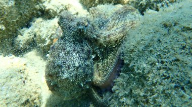 Genel ahtapot (Octopus vulgaris) avı, Ege Denizi, Yunanistan, Halkidiki