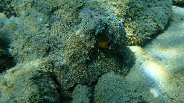 Genel ahtapot (Octopus vulgaris) avı, Ege Denizi, Yunanistan, Halkidiki
