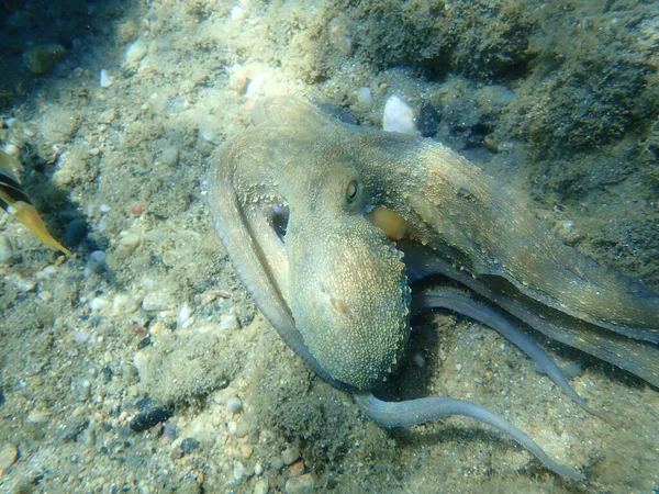 Поширений Восьминіг Octopus Vulgaris Полювання Егейське Море Греція Халкідікі — стокове фото