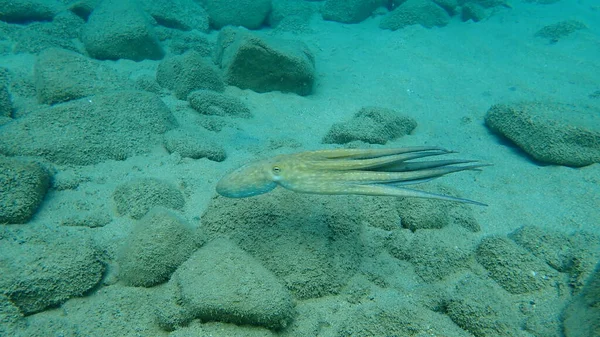 Common octopus (Octopus vulgaris) hunting, Aegean Sea, Greece, Halkidiki