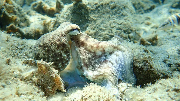 Поширений Восьминіг Octopus Vulgaris Полювання Егейське Море Греція Халкідікі — стокове фото