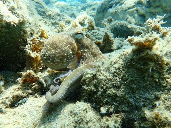 Genel Ahtapot Octopus Vulgaris Avı Ege Denizi Yunanistan Halkidiki — Stok fotoğraf