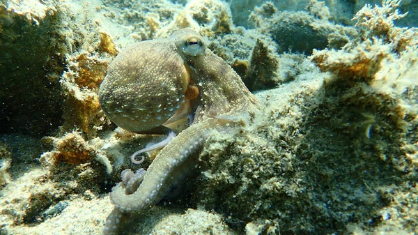 Genel Ahtapot Octopus Vulgaris Avı Ege Denizi Yunanistan Halkidiki — Stok fotoğraf