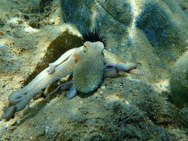 Поширений Восьминіг Octopus Vulgaris Полювання Егейське Море Греція Халкідікі — стокове фото