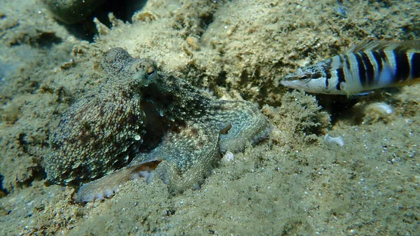 Polvo Comum Octopus Vulgaris Caça Mar Egeu Grécia Halkidiki — Fotografia de Stock