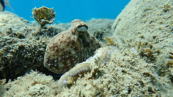 Caza Común Pulpo Octopus Vulgaris Mar Egeo Grecia Halkidiki —  Fotos de Stock