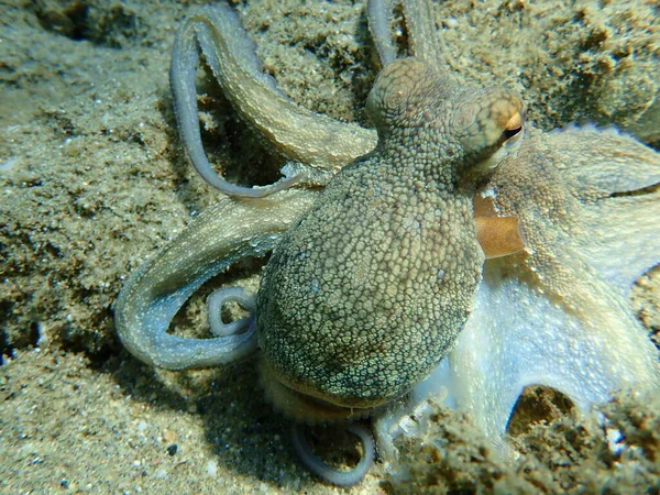 Caza Común Pulpo Octopus Vulgaris Mar Egeo Grecia Halkidiki — Foto de Stock