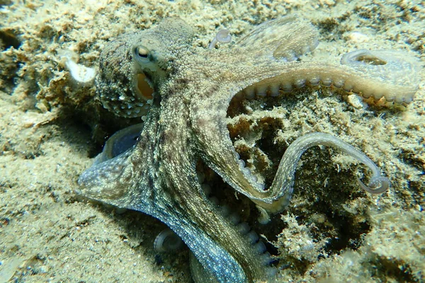 Közönséges Polip Octopus Vulgaris Vadászat Égei Tenger Görögország Halkidiki — Stock Fotó