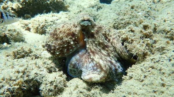 Közönséges Polip Octopus Vulgaris Vadászat Égei Tenger Görögország Halkidiki — Stock Fotó