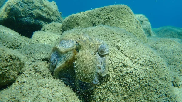 Pieuvre Commune Octopus Vulgaris Chasse Mer Égée Grèce Halkidiki — Photo