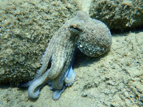 Охота Осьминога Octopus Vulgaris Эгейское Море Греция Халкидики — стоковое фото