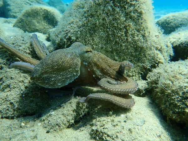 Охота Осьминога Octopus Vulgaris Эгейское Море Греция Халкидики — стоковое фото