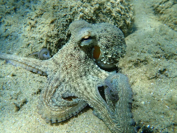 Caza Común Pulpo Octopus Vulgaris Mar Egeo Grecia Halkidiki — Foto de Stock