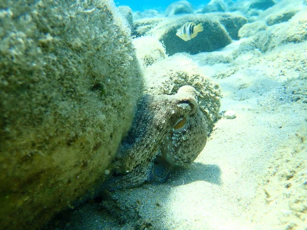 Caza Común Pulpo Octopus Vulgaris Mar Egeo Grecia Halkidiki — Foto de Stock