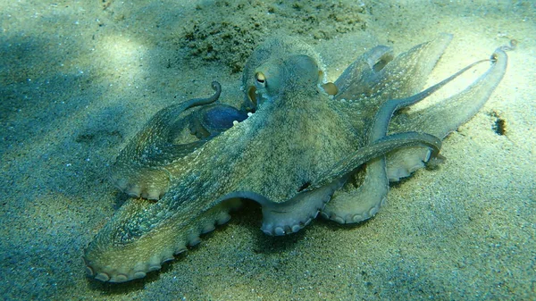 Lov Chobotnice Obecné Octopus Vulgaris Egejské Moře Řecko Halkidiki — Stock fotografie