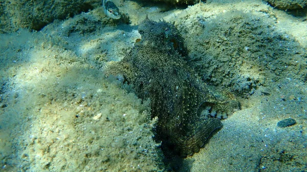 Genel Ahtapot Octopus Vulgaris Avı Ege Denizi Yunanistan Halkidiki — Stok fotoğraf