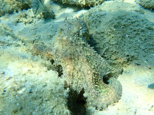 Polvo Comum Octopus Vulgaris Caça Mar Egeu Grécia Halkidiki — Fotografia de Stock