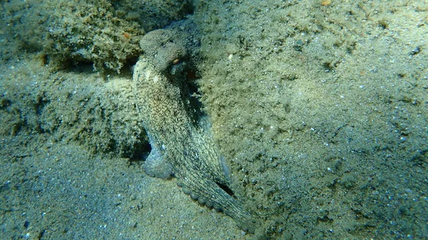 Polpo Comune Octopus Vulgaris Caccia Mar Egeo Grecia Calcidica — Foto Stock