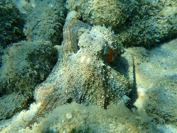 Polvo Comum Octopus Vulgaris Caça Mar Egeu Grécia Halkidiki — Fotografia de Stock