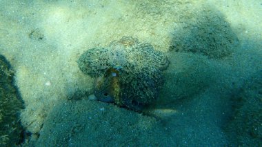 Genel ahtapot (Octopus vulgaris) avı, Ege Denizi, Yunanistan, Halkidiki