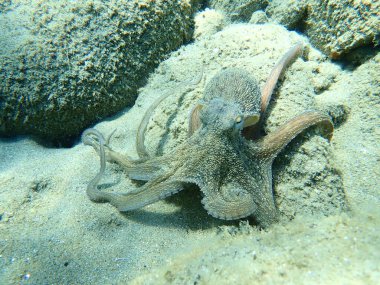 Genel ahtapot (Octopus vulgaris) avı, Ege Denizi, Yunanistan, Halkidiki