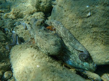 Genel ahtapot (Octopus vulgaris) avı, Ege Denizi, Yunanistan, Halkidiki