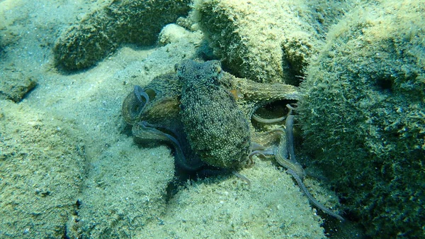 Caza Común Pulpo Octopus Vulgaris Mar Egeo Grecia Halkidiki —  Fotos de Stock