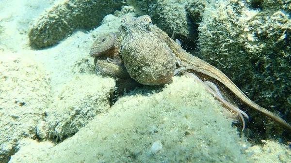 Genel Ahtapot Octopus Vulgaris Avı Ege Denizi Yunanistan Halkidiki — Stok fotoğraf