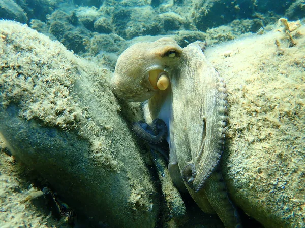 Common Octopus Octopus Vulgaris Hunting Aegean Sea Greece Halkidiki — 스톡 사진