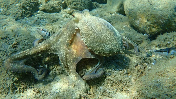 Caza Común Pulpo Octopus Vulgaris Mar Egeo Grecia Halkidiki — Foto de Stock