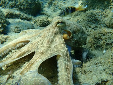 Genel ahtapot (Octopus vulgaris) avı, Ege Denizi, Yunanistan, Halkidiki