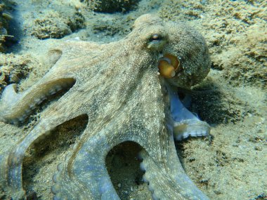 Genel ahtapot (Octopus vulgaris) avı, Ege Denizi, Yunanistan, Halkidiki
