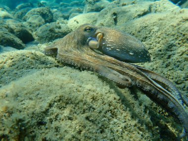 Genel ahtapot (Octopus vulgaris) avı, Ege Denizi, Yunanistan, Halkidiki