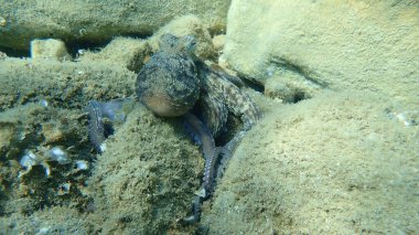 Genel ahtapot (Octopus vulgaris) avı, Ege Denizi, Yunanistan, Halkidiki