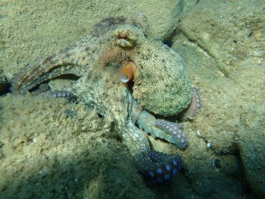 Genel ahtapot (Octopus vulgaris) avı, Ege Denizi, Yunanistan, Halkidiki