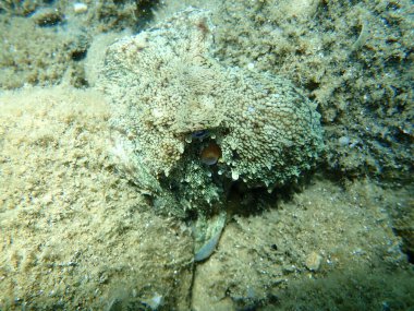 Genel ahtapot (Octopus vulgaris) avı, Ege Denizi, Yunanistan, Halkidiki